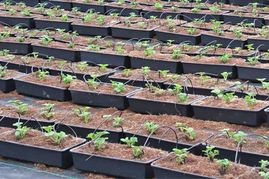 cocopeat-slabs_3.jpg