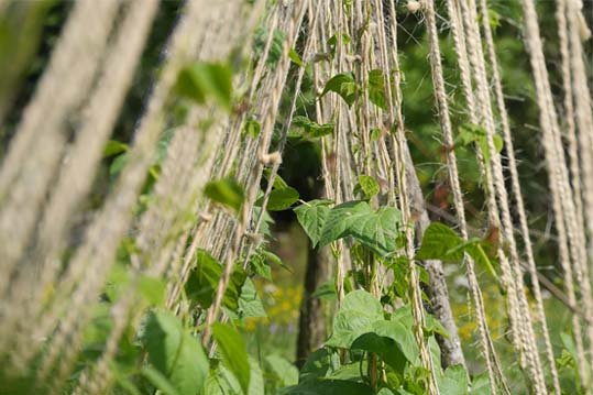 coir-twines_1.jpg