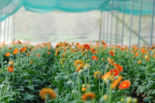 gerbera-coir-disk_4.jpg