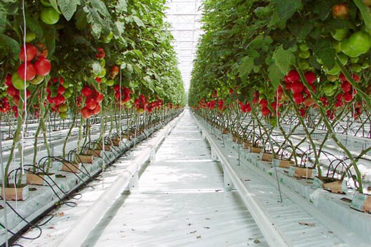 grow-bag-veg_2.jpg