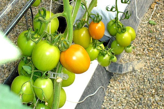 grow-bag-veg_3.jpg
