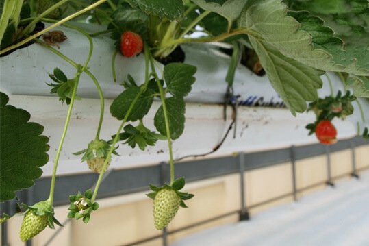 grow-bags-fruits_2.jpg