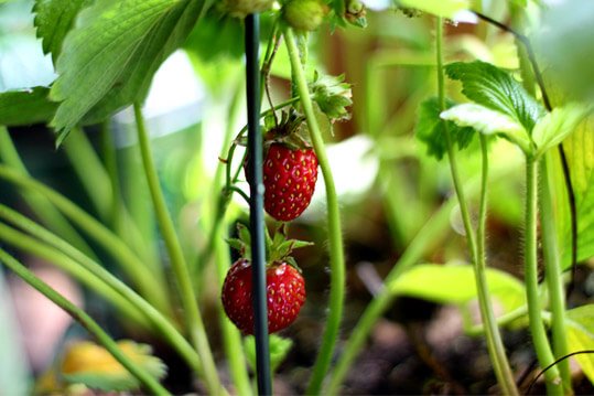 grow-bags-fruits_3.jpg