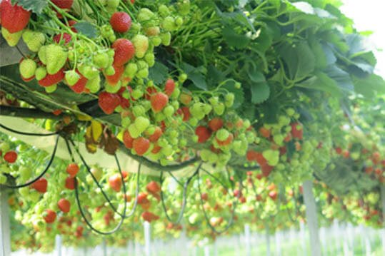grow-bags-fruits_4.jpg