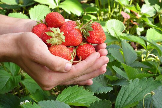 grow-bags-fruits_5.jpg