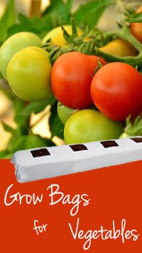 grow bag vegetables