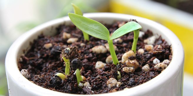 Perfect Way to Grow